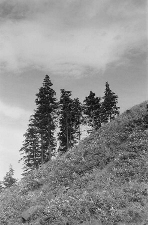 Landschaft im Harz