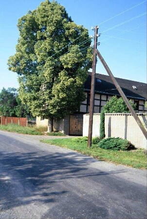 Große Linde vor Bauernhof Nr. 27