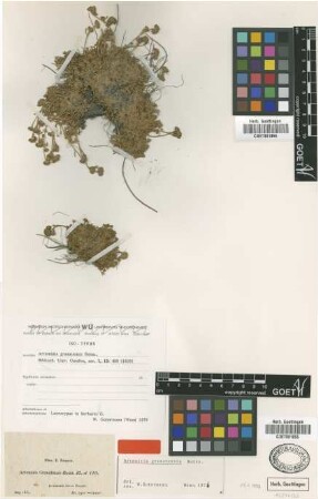 Artemisia granatensis Boiss. [type]