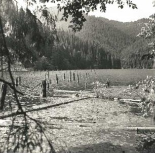 Ostkarpaten, Rumänien. Lacul Rosu - 1837 durch Bergrutsch und Aufstau des Ghilcos-Baches entstanden - mit ertrunkenem Wald