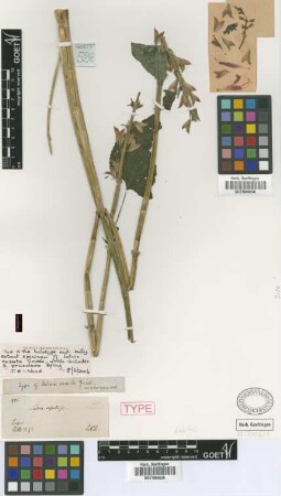 Salvia exserta Griseb.