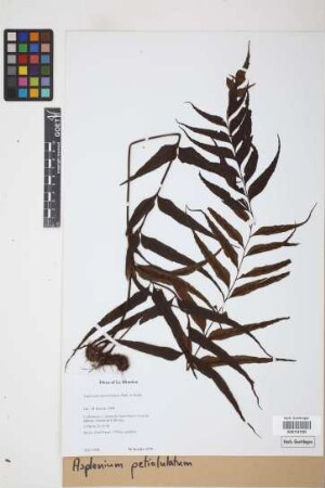 Asplenium petiolulatum