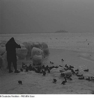 Bei Saßnitz. Winter an der Ostsee, Spaziergänger füttert Enten