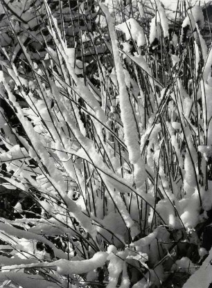 Schnee auf Bäumen