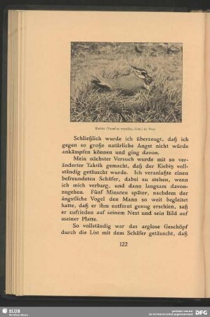Kiebitz, Vanellus vanellus, Linn., im Nest
