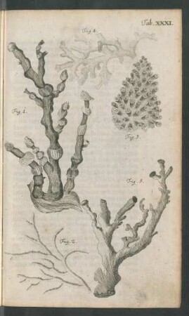 Tab. XXXI. Fig. 1. - Fig. 5.