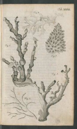 Tab. XXXI. Fig. 1. - Fig. 5.