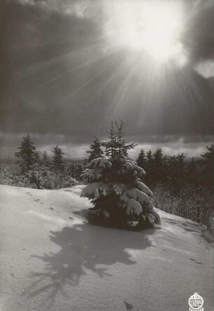 Wintermotiv am Wachberg im Gegenlicht