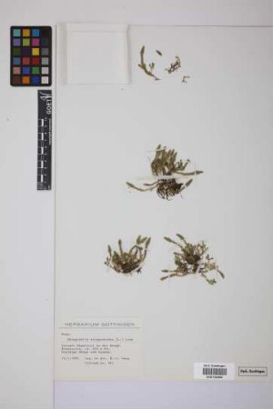 Selaginella selaginoides (L.) Link