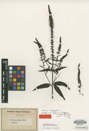 Veronica ciliaris Hoffm. [syntype]