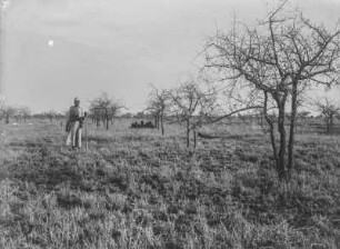 Baumsteppe : Die Baumsteppe in der Nähe von Taveta mit zahlreichen Schirmakazien (Vachellia tortilis). In der linken Bildmitte steht ein Mann