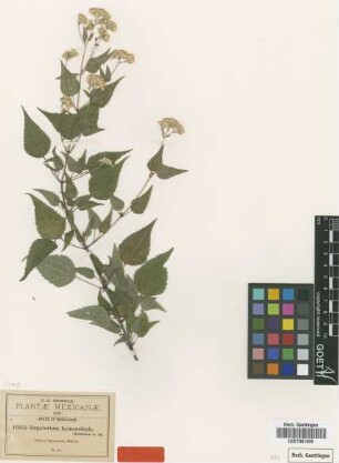 Eupatorium hymenolepis B.L.Rob. [type]