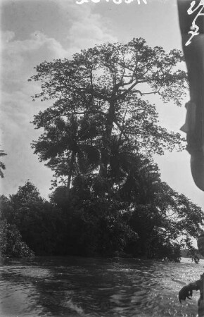 Kapokbaum : Großer Kapokbaum am Ufer des St. Paul.