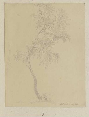 Junger Baum bei Königstein