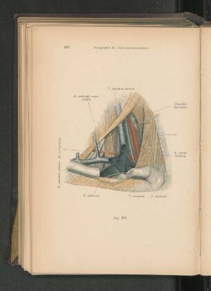 Fig. 202. Topographie der Fossa supraclavicularis und der Fossa scalenotrachealis.