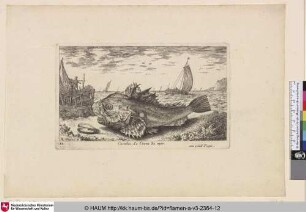 Cuculus, Le Cocu de mer