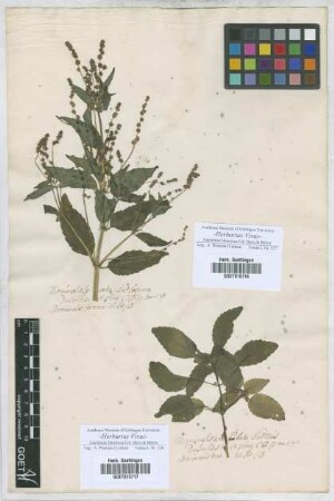 Mercurialis