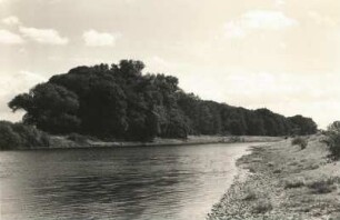Pillnitz. Pillnitzer Elbinsel (Naturschutzgebiet). Nordwestspitze