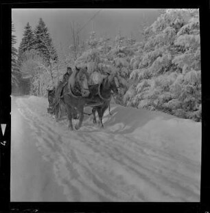 Pferdeschlitten im Schnee
