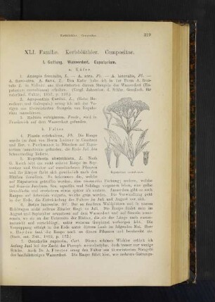 XLI. Familie. Korbblüthler. Compositae.