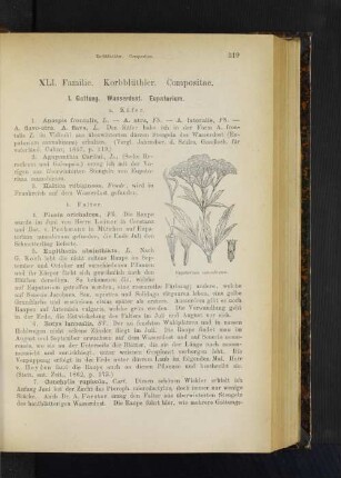 XLI. Familie. Korbblüthler. Compositae.