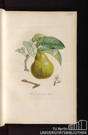Pl. XXVIII. Bon-chrétien d'hiver.