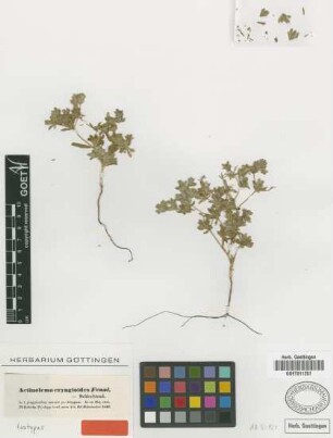 Actinolema eryngioides Fenzl [isotype]