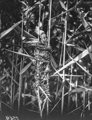 Drosselrohrsänger : Drosselrohrsänger (Acrocephalus arundinaceus) am Nest.