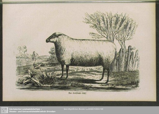 Das Southdown-Schaf
