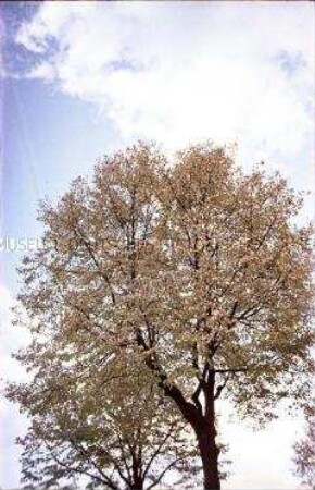 Baum gegen den Himmel