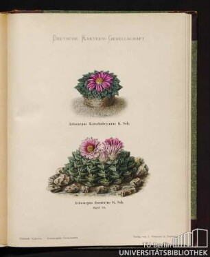 Ariocarpus Kotschubeyanus К. Schumann.