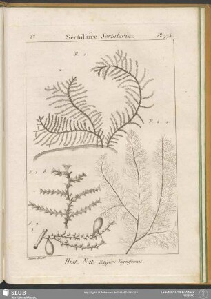 Pl. 474. Sertulaire. Sertularia