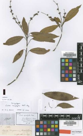 Croton leiophyllus Müll.Arg. [Isosyntype]
