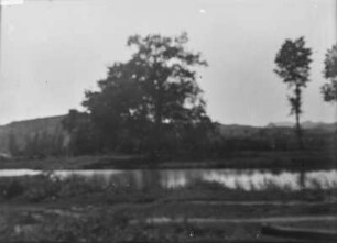 Am Fluss : Bäume an einem Flussufer