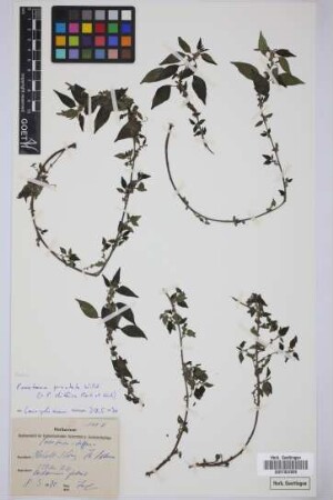 Parietaria diffusa Schur