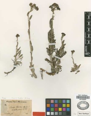 Senecio fendleri A.Gray [type]