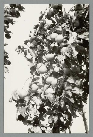 Apfelbaum