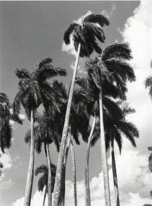 Königspalmen auf Cuba