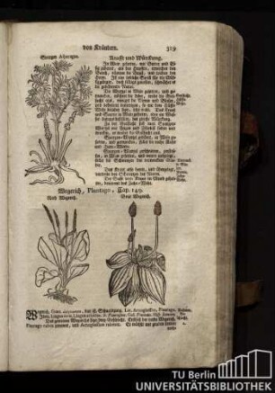 Cap. 149. Wegerich, Plantago.