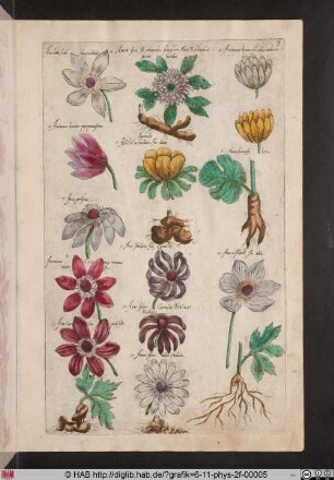 [Anemonen]