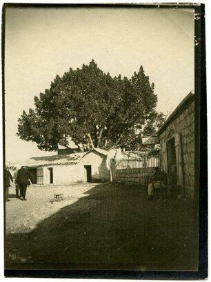 Sykomore. Jericho
