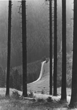 Schwarzwald. Waldweg