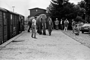 Bahnhof: Zirkus Giovanni Althoff: Mitarbeiter entladen Elefanten aus Viehwaggons