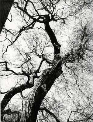 Baum von Unten