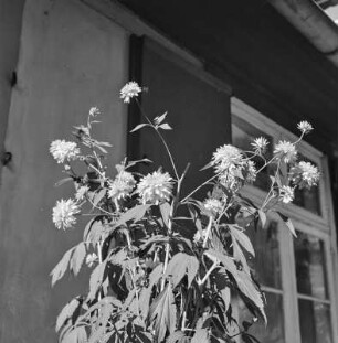Gefüllter Sonnenhut (Rudbeckia laciniata) in Blüte