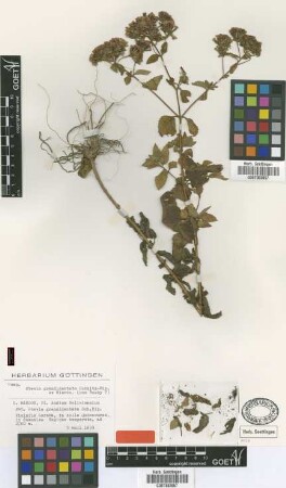 Stevia grandidentata Sch.Bip. ex Hieron. [type]