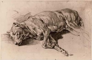 Schlafender Hund