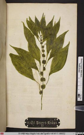 St. Peters=Kraut. D. [Aufrechtes Glaskraut, Parietaria officinalis]