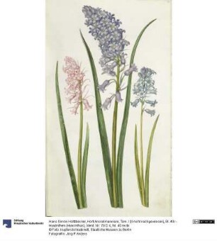 Horti Anckelmanniani, Tom. I [II nicht nachgewiesen], Bl. 40r - Hyazinthen (Hyacinthus)