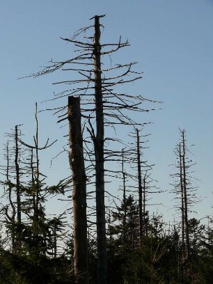abgestorbene Nadelbäume im Nationalpark Hochharz am Brocken